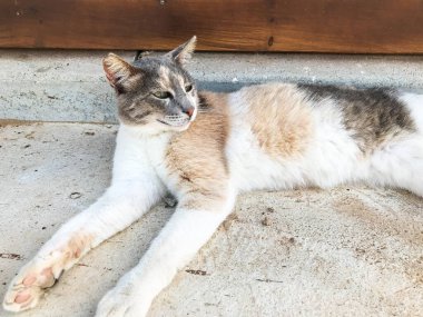 Başıboş bir kedi. Sokakta başıboş bir kedi. Sokak kedisi sokakta uyuyor. Kıbrıs 'taki kediler. Ayia Napa 'da kediler