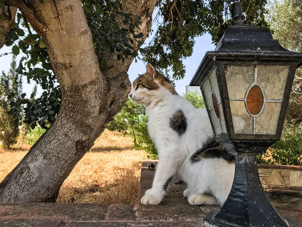 Een Zwerfkat Een Zwerfkat Straat Een Zwerfkat Slaapt Straat Katten — Stockfoto