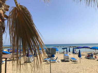 Boş güneş yatakları ve deniz kıyısında kuru bir palmiye ağacı. Protaras. Ayia Napa. Kıbrıs