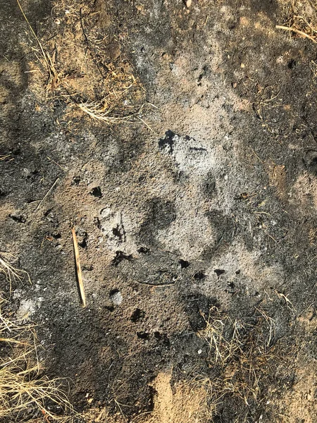 Erba Bruciata Sul Campo Primavera Protaras Ayia Napa Cipro — Foto Stock