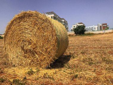 Çim biçme tarlasında saman balyaları. Protaras. Ayia Napa. Kıbrıs