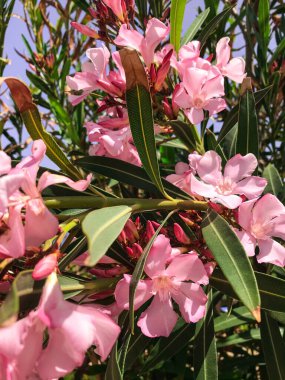Blooming Pembe Rododendron (Azalea) Yağmurdan Sonra, yakın plan, seçici odaklanma