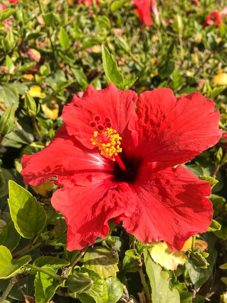 Flor Hibisco Rojo Protaras Ayia Napa Chipre — Foto de Stock