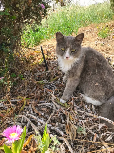 Gato Doméstico Manchado Sentado Quintal Grama — Fotografia de Stock