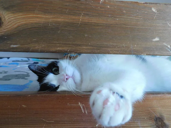 一只黑白相间的猫躺在一张木床上 看着摄影师 — 图库照片