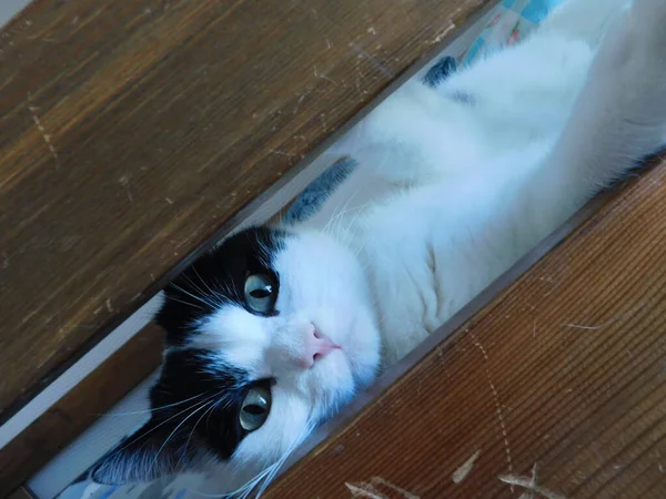 Siyah Beyaz Bir Kedi Tahta Bir Yatakta Yatar Fotoğrafçıya Bakar — Stok fotoğraf