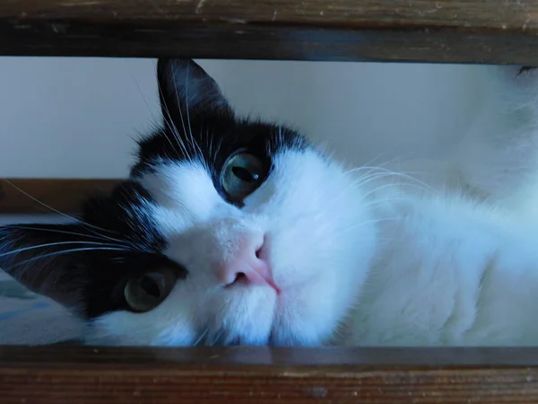 Siyah Beyaz Bir Kedi Tahta Bir Yatakta Yatar Fotoğrafçıya Bakar — Stok fotoğraf