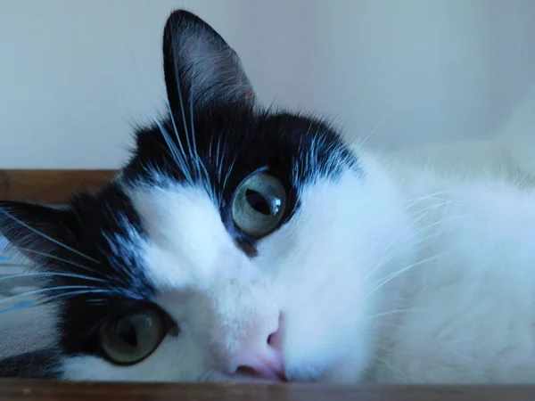 Black White Cat Lies Wooden Bed Looks Photographer — Stock Photo, Image