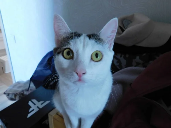 Black White Cat Looking Directly Photographer — Stock Photo, Image