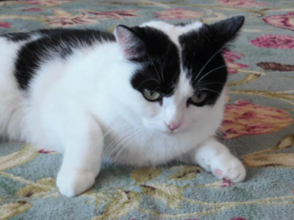 一只家养的黑白猫躺在漂亮的地毯上 — 图库照片
