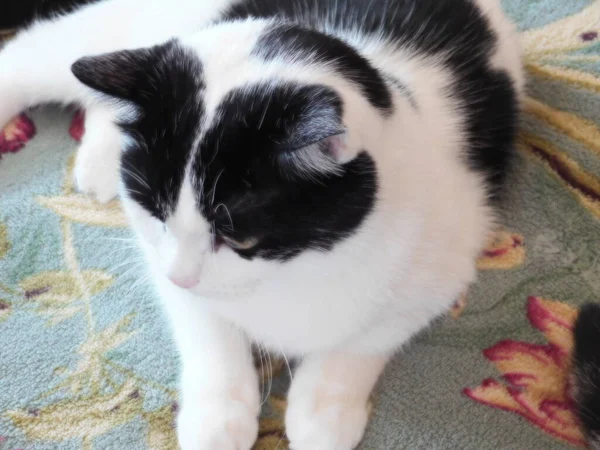 美しいカーペットの上に黒と白の猫が横たわっています — ストック写真