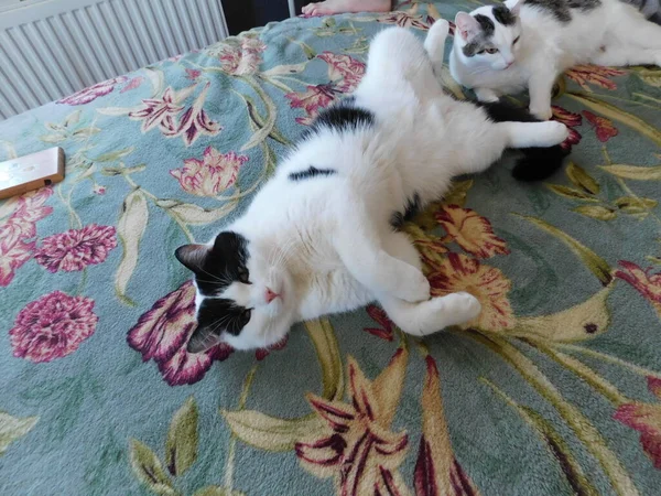 美しいカーペットの上に黒と白の猫が横たわっています — ストック写真