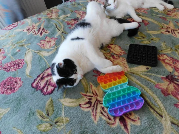 Two Domestic Black White Cats Lie Beautiful Carpet — Stock Photo, Image