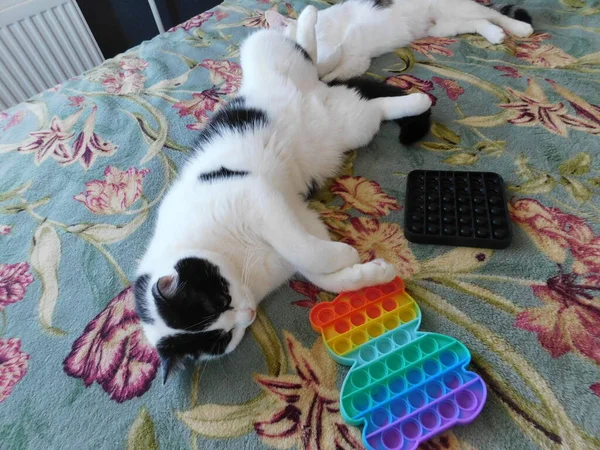 Two Domestic Black White Cats Lie Beautiful Carpet — Stock Photo, Image