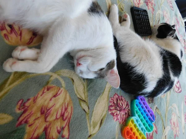 Two Domestic Black White Cats Lie Beautiful Carpet — Stock Photo, Image