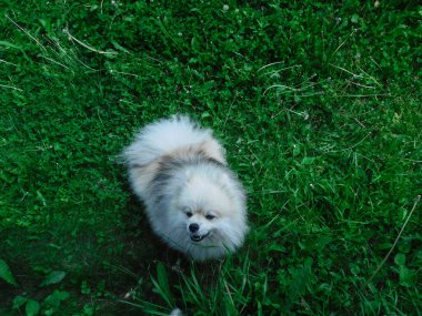Kızgın Pomeranian havlar ve fotoğrafçıya atlar..