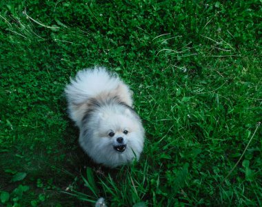 Kızgın Pomeranian havlar ve fotoğrafçıya atlar..