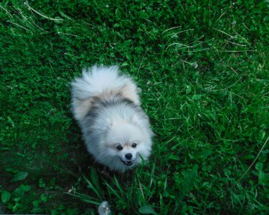 Kızgın Pomeranian havlar ve fotoğrafçıya atlar..