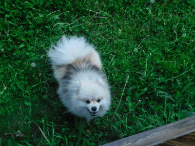 Kızgın Pomeranian havlar ve fotoğrafçıya atlar..