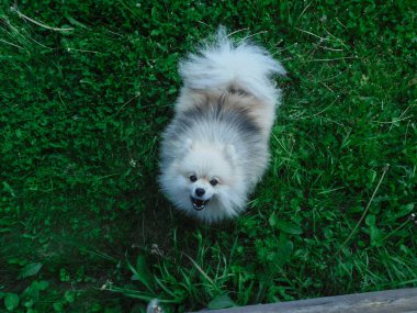 Kızgın Pomeranian havlar ve fotoğrafçıya atlar..