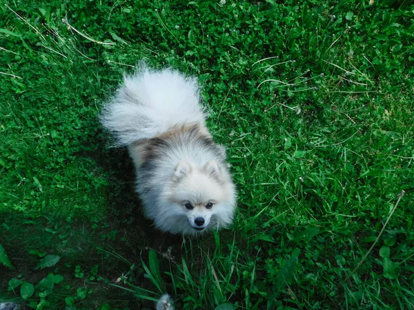 Os latidos pomeranian irritados e saltos no fotógrafo. — Fotografia de Stock