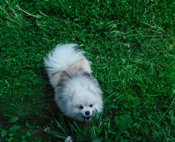 Os latidos pomeranian irritados e saltos no fotógrafo. — Fotografia de Stock