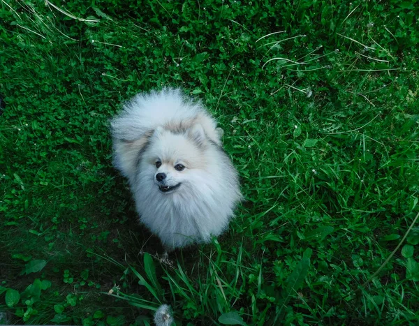 Os latidos pomeranian irritados e saltos no fotógrafo. — Fotografia de Stock