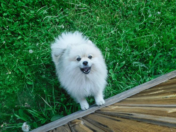 Os latidos pomeranian irritados e saltos no fotógrafo. — Fotografia de Stock