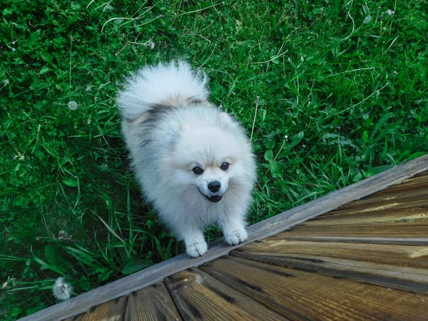 Os latidos pomeranian irritados e saltos no fotógrafo. — Fotografia de Stock