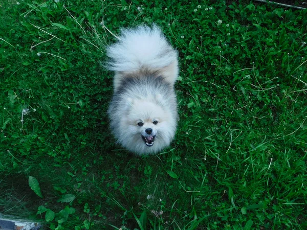 Os latidos pomeranian irritados e saltos no fotógrafo. — Fotografia de Stock