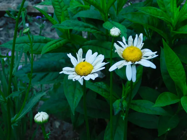 A beetle sits on a Daisy in the garden — Stock Photo, Image