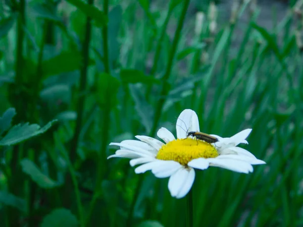 Chrząszcz siedzi na Daisy w ogrodzie — Zdjęcie stockowe