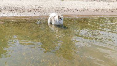 Alman Spitz, güneşli bir yaz gününde nehir kıyısında yürüyor.