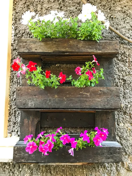 Keranjang Bunga Petunia Tergantung Balkon Bunga Petunia Tanaman Hias Stok Gambar