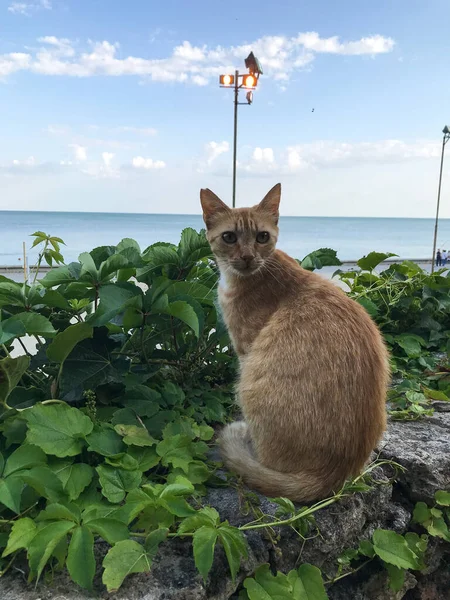 Gato Vermelho Está Sentado Parapeito Pedra Contra Fundo Vegetação Mar — Fotografia de Stock