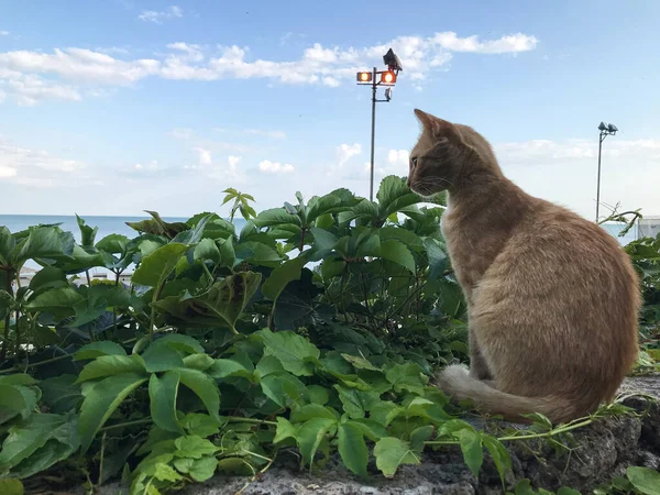 Gato Vermelho Está Sentado Parapeito Pedra Contra Fundo Vegetação Mar — Fotografia de Stock