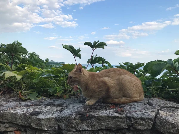 Gato Vermelho Está Sentado Parapeito Pedra Contra Fundo Vegetação Mar — Fotografia de Stock