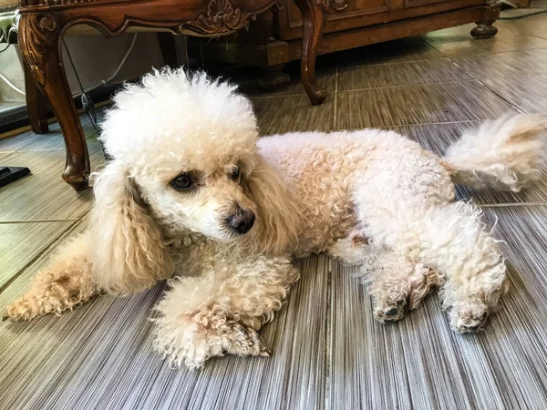 Caniche Blanc Est Couché Sur Sol Dans Café Bulgarie Balchik — Photo