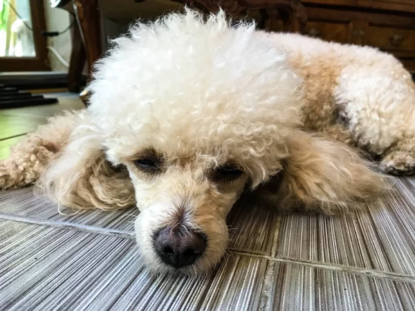 Caniche Blanc Est Couché Sur Sol Dans Café Bulgarie Balchik — Photo