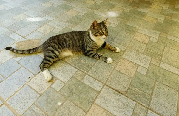 Gray White Cat Lies Stone Floor Looks Camera — Stock Photo, Image