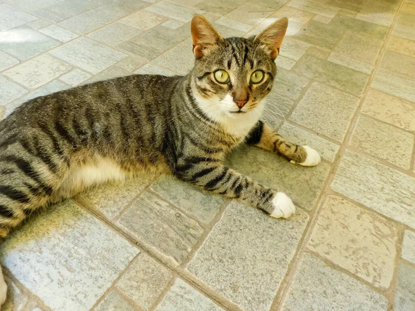 Gato Cinza Branco Jaz Chão Pedra Olha Para Câmera — Fotografia de Stock