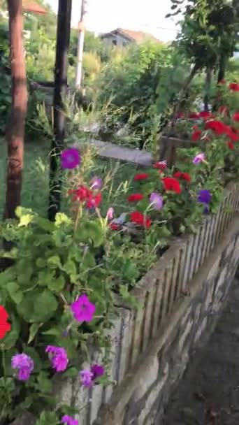 Hoge Kleurrijke Bloemen Zomertuin — Stockvideo