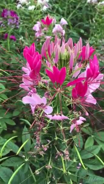 Wysokie Kolorowe Kwiaty Ogrodzie Letnim — Wideo stockowe