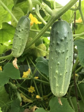 Seradaki bir dalda genç salatalıklar büyüyüp çiçek açıyor. Sarı çiçekli salatalıklar açan genç bitkiler, yeşil yapraklı arka planda yakın plan