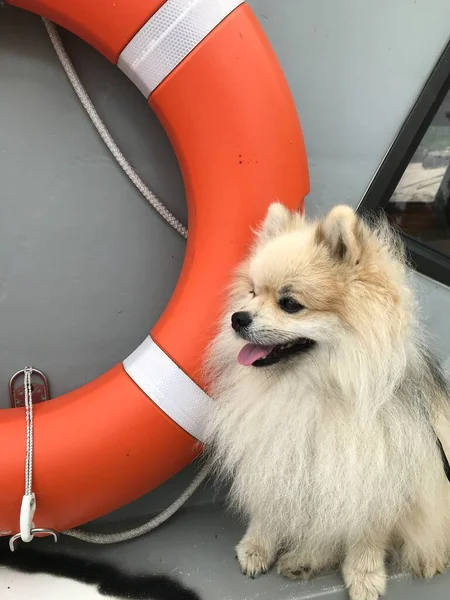 Bir Pomeranian Can Simidinin Yakınındaki Bir Teknede Oturuyor — Stok fotoğraf
