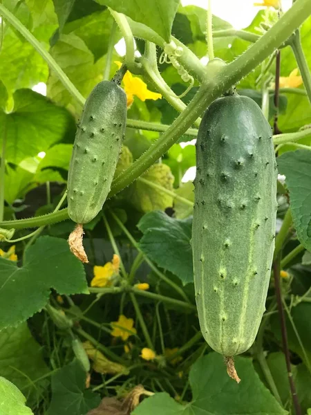 温室内の枝に若いキュウリを成長させ開花させる 若い植物は黄色の花でキュウリを咲き 緑の葉の背景にクローズアップします — ストック写真