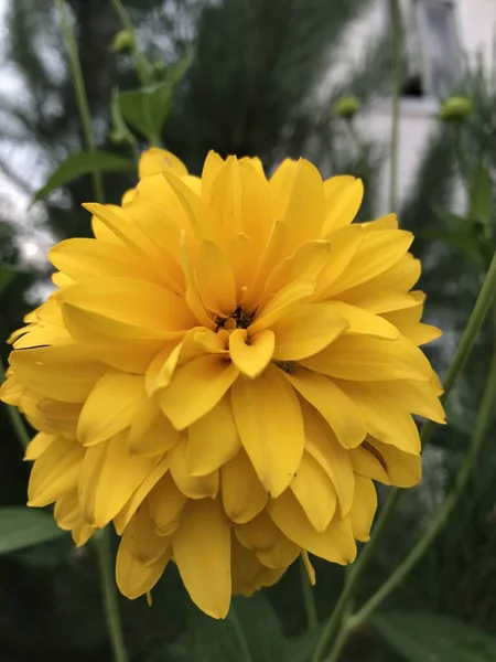 Костер Рудбекия Закрывай Rudbeckia Hirta Черноглазый Rudbeckia Bold Golden Perennial — стоковое фото