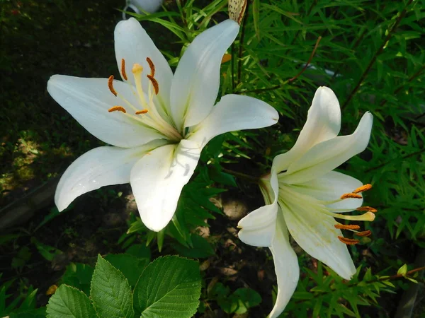 Deux Fleurs Lys Blanc Sur Fond Pelouse Verte — Photo
