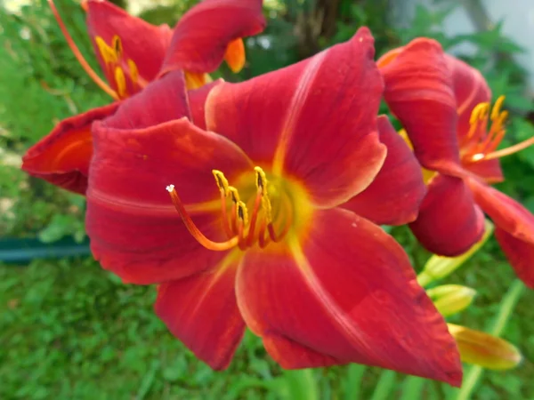勃艮第的一天百合 Hemerocallis 美丽的一天 百合花盛开在植物园里 装饰花的美丽 — 图库照片