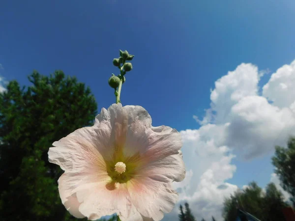 Piżmowy Kwiat Kwitnący Delikatny Biały Lato Malva Moschata Gałąź Kwiatowa — Zdjęcie stockowe